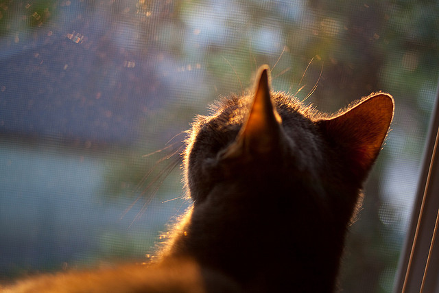爱游戏综合娱乐-技术动作连续性评分前十选手，动作技术评价的基本内容与指标  第1张
